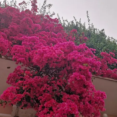 Toma טוצפי